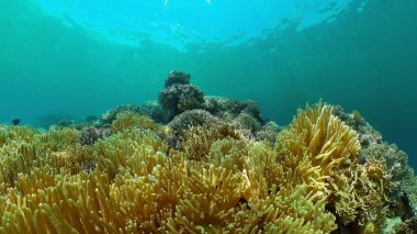 Mercan kayalıkları ve tropikal balıklar. Filipinler.