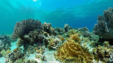 Mercan kayalıkları ve tropikal balıklar. Filipinler.