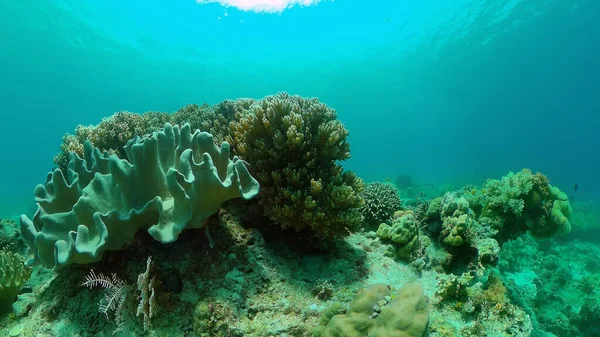 Barriera corallina con pesci sott'acqua. Filippine. — Foto Stock