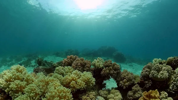 Korallrev och tropisk fisk under vatten. Filippinerna. — Stockfoto