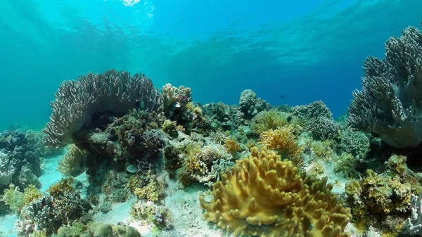 Arrecife de coral y peces tropicales. Filipinas. — Foto de Stock