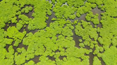 Mangrove ormanının ve nehrin havadan görünüşü.
