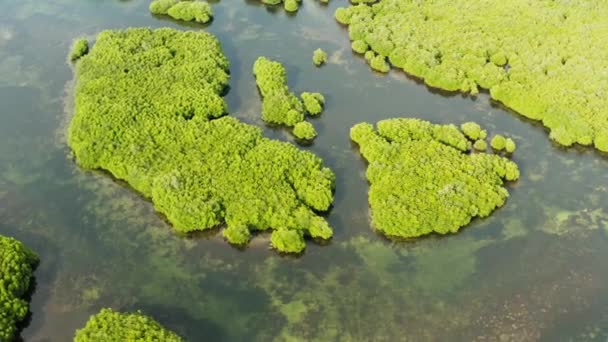 Vista aérea da floresta e do rio Manguezal. — Vídeo de Stock