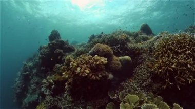 Mercan kayalıkları ve tropikal balıklar. Filipinler.