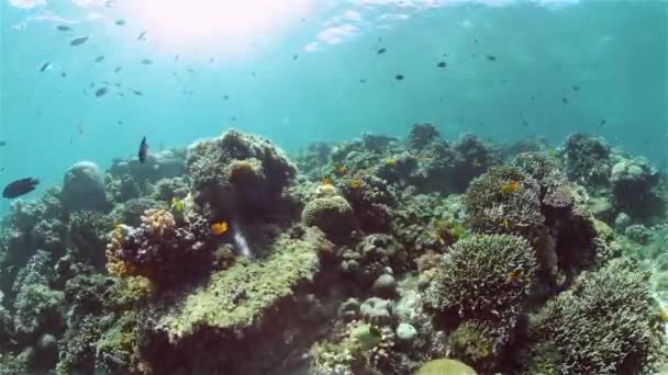 Korálový útes s rybami pod vodou. Filipíny. — Stock video