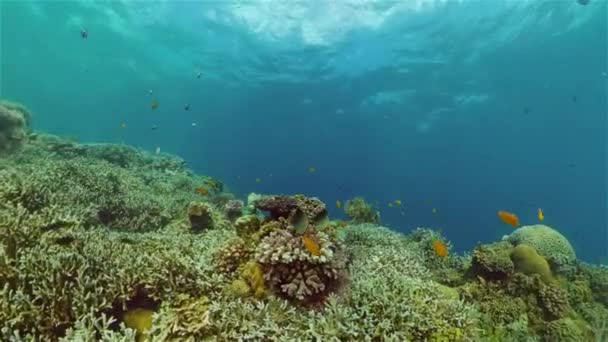 Recifes de coral e peixes tropicais. Filipinas. — Vídeo de Stock