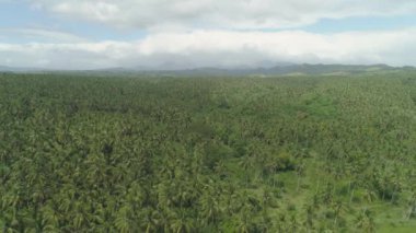 Palmiye ağaçlarıyla tropik bir manzara. Filipinler, Luzon