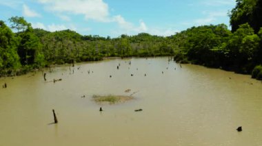 Yağmur ormanlarındaki bataklık. Siargao, Filipinler.