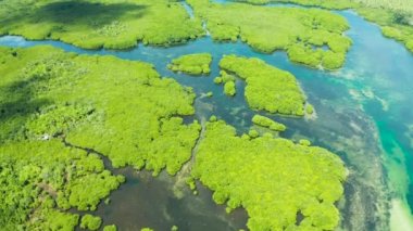 Mangrove ormanının ve nehrin havadan görünüşü.