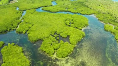 Mangrove ormanının ve nehrin havadan görünüşü.