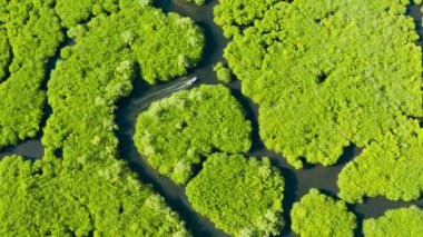 Mangrove ormanının ve nehrin havadan görünüşü.