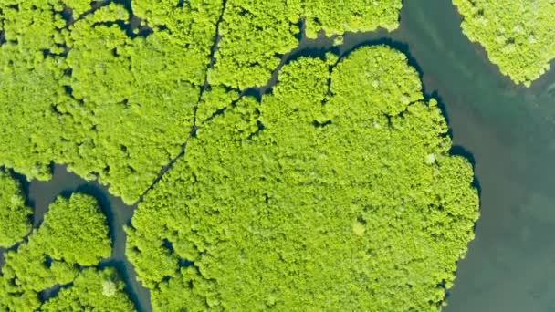 Pemandangan udara hutan Mangrove dan sungai. — Stok Video