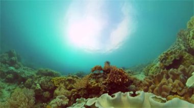 Mercan kayalıkları ve tropikal balıklar. Filipinler.