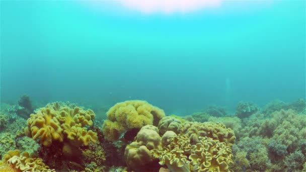 Arrecife de coral y peces tropicales bajo el agua. Filipinas. — Vídeos de Stock