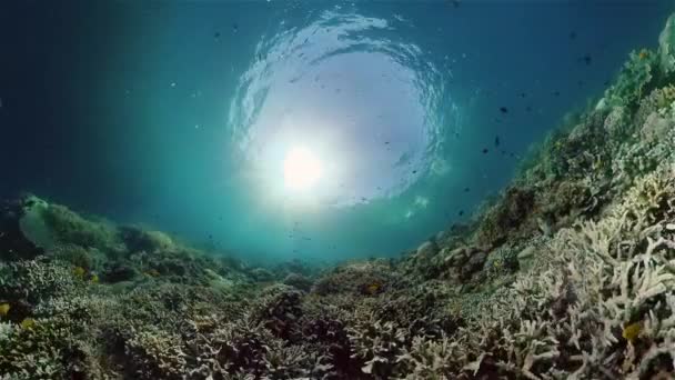 Récif corallien et poissons tropicaux sous-marins. Philippines. — Video