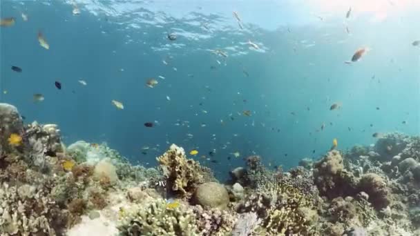 Arrecife de coral y peces tropicales. Filipinas. — Vídeo de stock