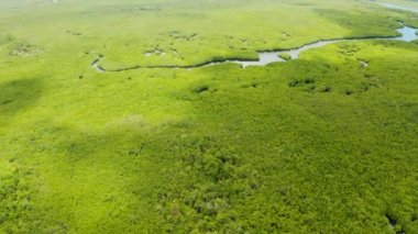 Mangrove ormanının ve nehrin havadan görünüşü.