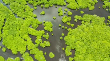 Mangrove ormanının ve nehrin havadan görünüşü.