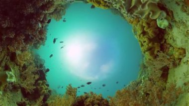 Mercan kayalıkları ve tropikal balıklar. Filipinler.