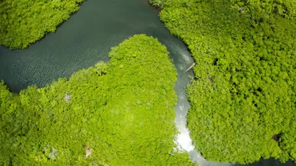 Vue aérienne de la forêt de mangroves et de la rivière. — Video