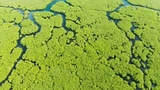 Vista aérea del bosque de manglares y el río. — Vídeos de Stock