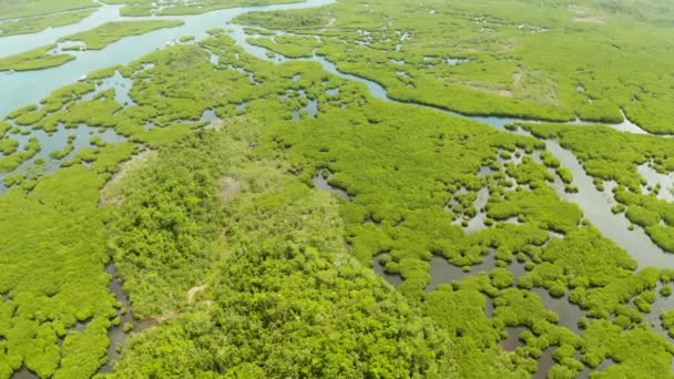 Mangrove ormanının ve nehrin havadan görünüşü. — Stok video