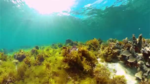 Barriera corallina e pesce tropicale. Filippine. — Video Stock