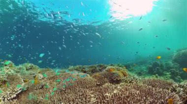 Mercan kayalıkları ve tropikal balıklar. Filipinler.