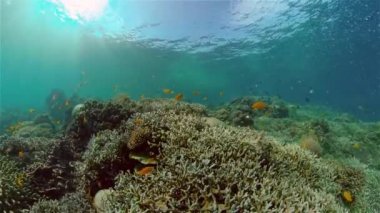 Suyun altında balıklı mercan kayalıkları. Filipinler.
