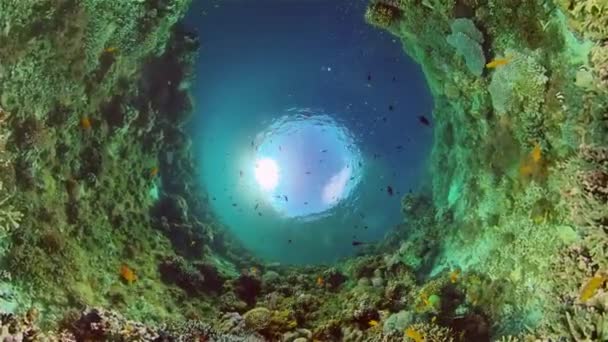 Rafa koralowa i tropikalne ryby pod wodą. Filipiny. — Wideo stockowe