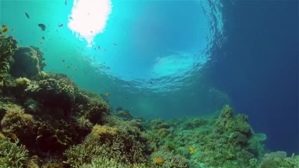 De onderwaterwereld van een koraalrif. Filippijnen. — Stockvideo