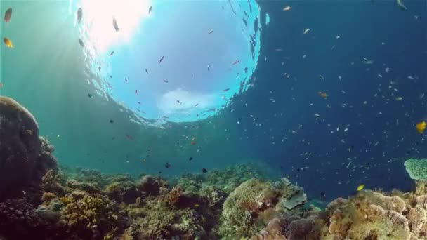 Arrecife de coral y peces tropicales. Filipinas. — Vídeo de stock