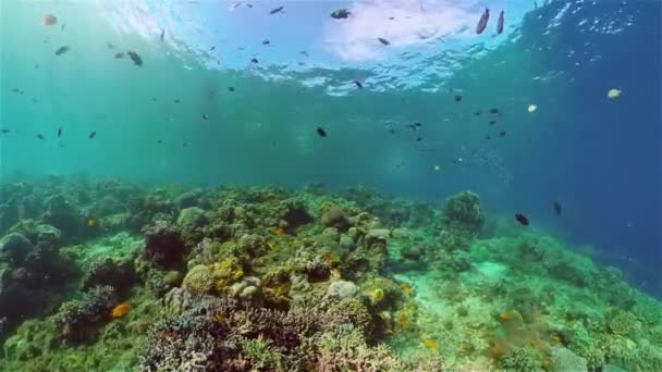 Recifes de coral e peixes tropicais. Filipinas. — Vídeo de Stock