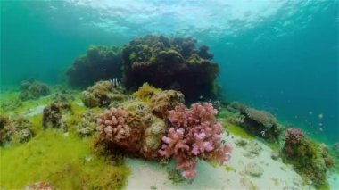 Suyun altında balıklı mercan kayalıkları. Filipinler.