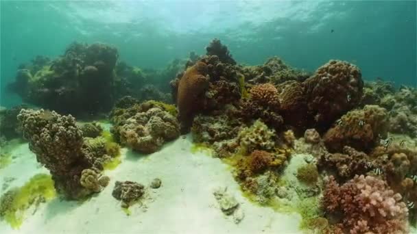 Korallenriff mit Fischen unter Wasser. Philippinen. — Stockvideo