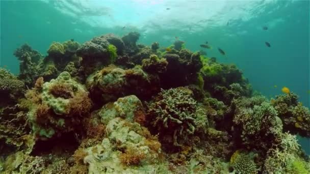 Koraalrif en tropische vissen onder water. Filippijnen. — Stockvideo