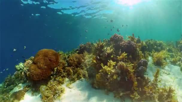 Mercan kayalıkları ve tropikal balıklar. Filipinler. — Stok video