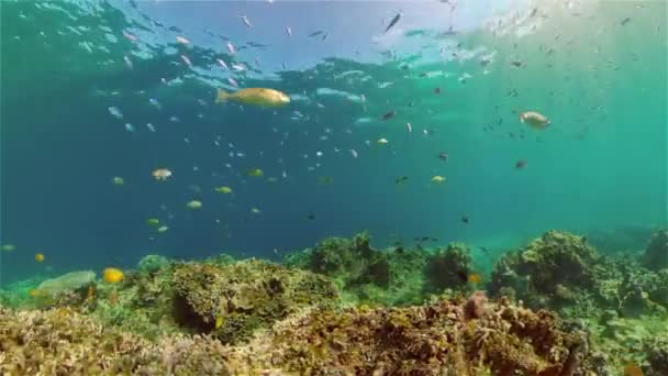 De onderwaterwereld van een koraalrif. Filippijnen. — Stockvideo
