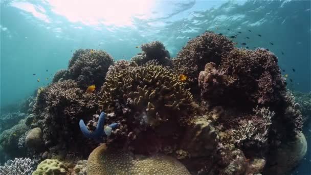 Korallzátony és trópusi halak. Fülöp-szigetek. — Stock videók