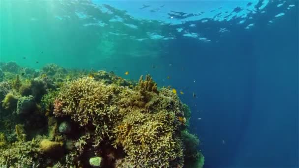 Il mondo sottomarino di una barriera corallina. Filippine. — Video Stock