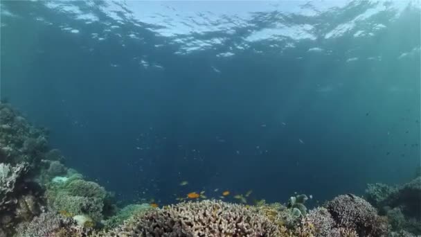 Koraalrif en tropische vissen onder water. Filippijnen. — Stockvideo