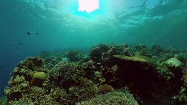 Arrecife de coral y peces tropicales bajo el agua. Filipinas. — Vídeo de stock