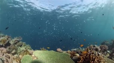 Mercan kayalıkları ve tropikal balıklar. Filipinler.