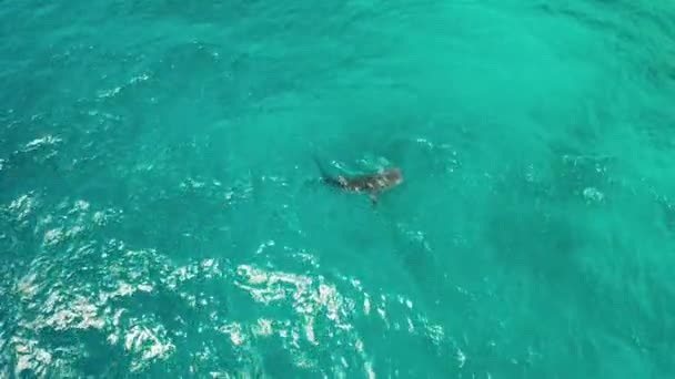 Requin baleine dans les eaux bleues claires. Philippines, Cebu — Video