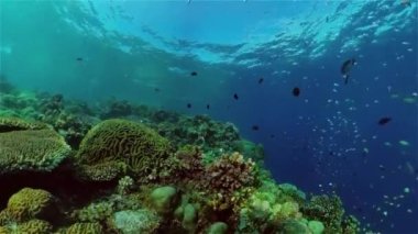 Mercan resifi ve tropikal balıklar su altında. Filipinler.