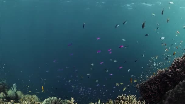 Koraalrif en tropische vissen onder water. Filippijnen. — Stockvideo