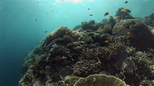 Recifes de coral e peixes tropicais. Filipinas. — Vídeo de Stock