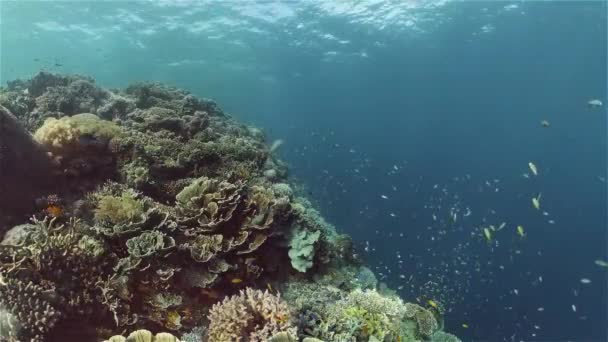 Arrecife de coral y peces tropicales bajo el agua. Filipinas. — Vídeo de stock