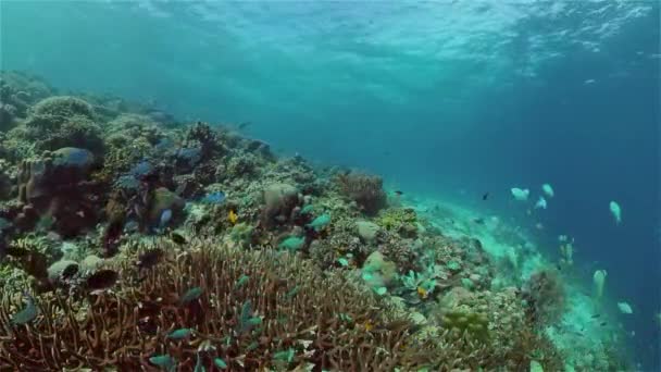 Κοραλλιογενή ύφαλο και τροπικά ψάρια. Φιλιππίνες. — Αρχείο Βίντεο