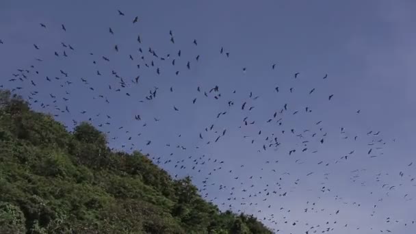 Zorros voladores en la tierra de Boracay — Vídeos de Stock